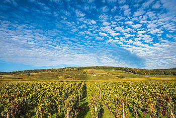 wineyard-with-sky.jpg
